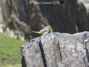 Yellow Wagtail sitting on a rock